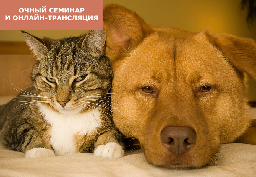Лечение домашних животных методами ТКМ Лечение домашних животных методами ТКМ